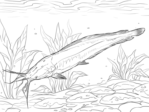 Walking Catfish Coloring Page